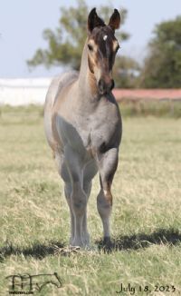 Plenty Dinero MA's 2023 Roan Stallion